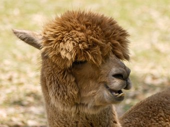 Alpaca's toothy smile