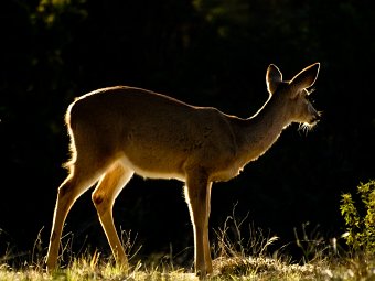 Deer in morning light