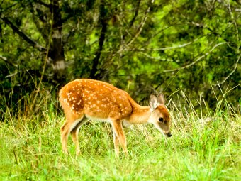 Fawn