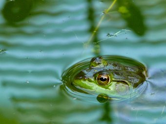 Nate's frog