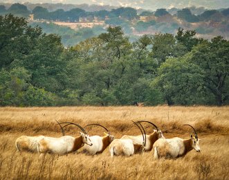 Oryx at Bamberger Ranch