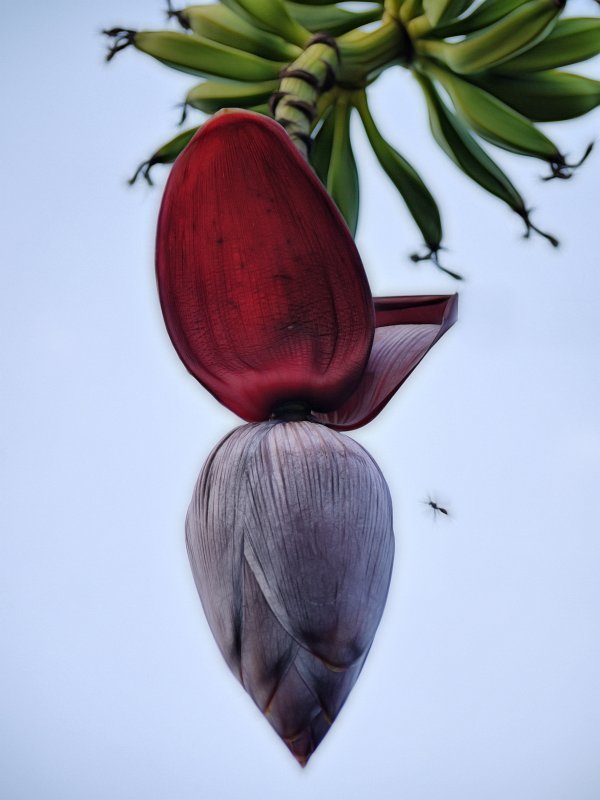Banana flower.jpg