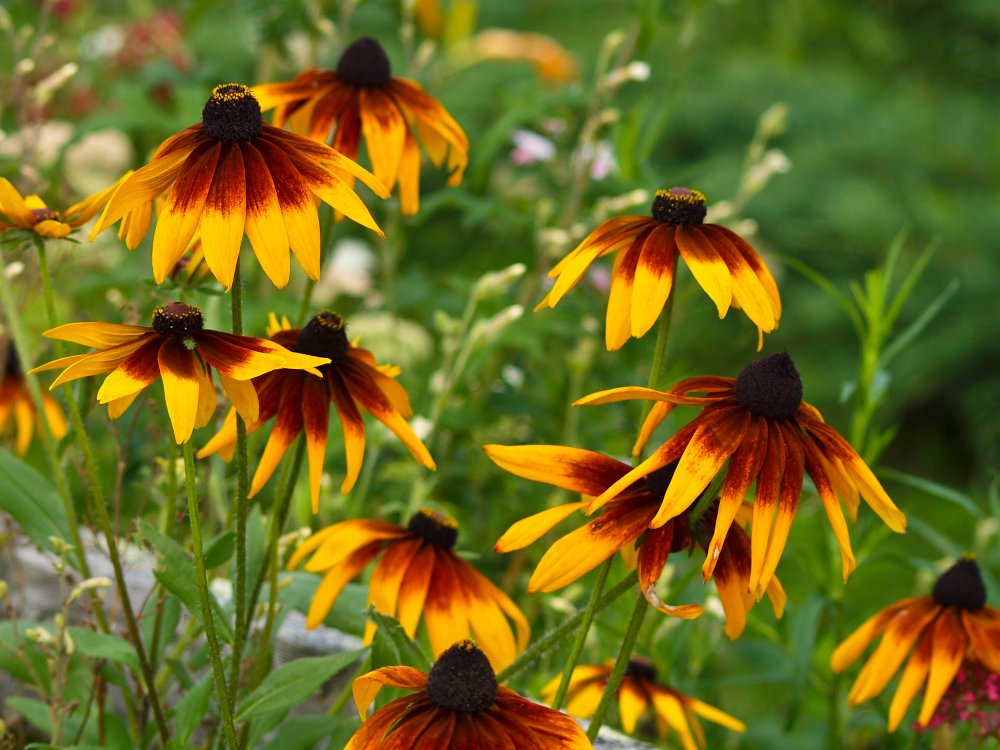 Black-eyed susans II.jpg