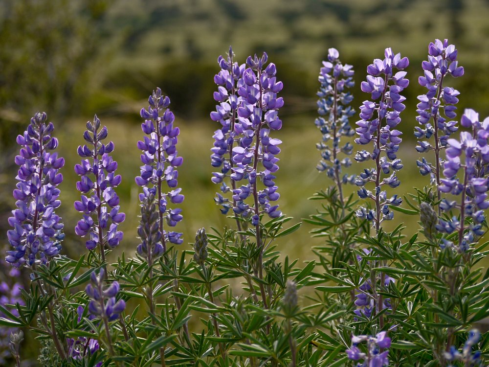 Bluebonnets.jpg