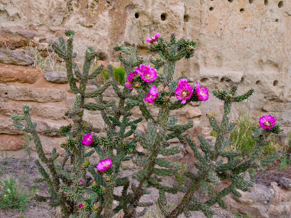 Cholla in Bandelier.jpg