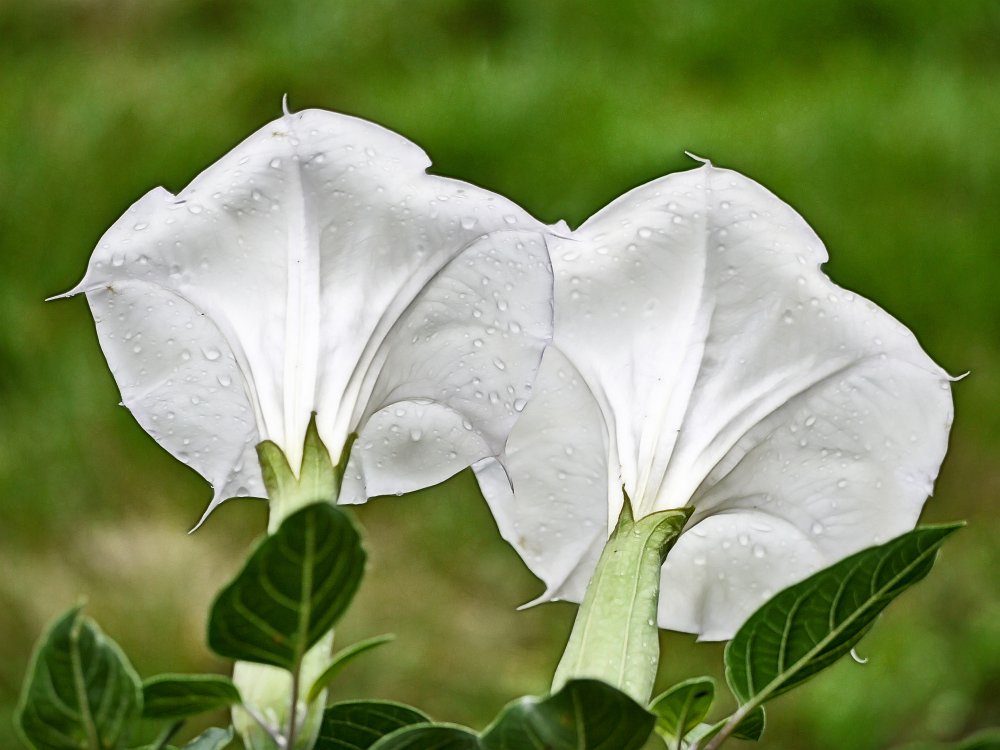Datura Twins.jpg - I frequently take pictures of the beautiful white-flowered Datura (aka Jimson Weed).  They are night blooming and attract hawk moths.   In this case, I captured two blooms with droplets from the nighttime rain still on their petals.