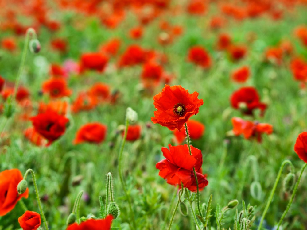 Field of Poppies.jpg