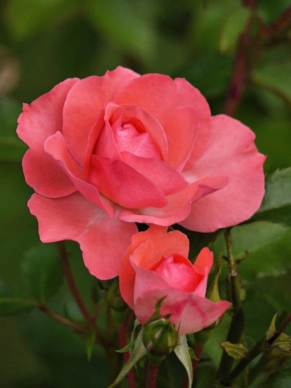 Malihe's rose.jpg - This subtle-colored rose is in a garden in Gloucester, Massachusetts.