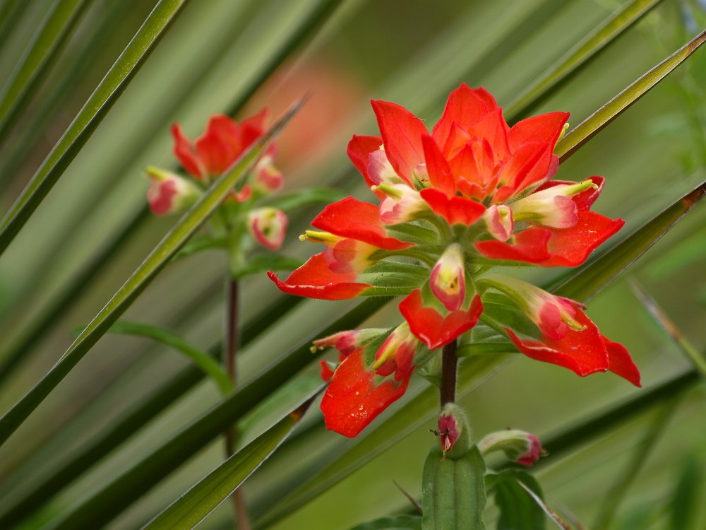 Paintbrush and yucca.jpg - Paintbrush and yucca