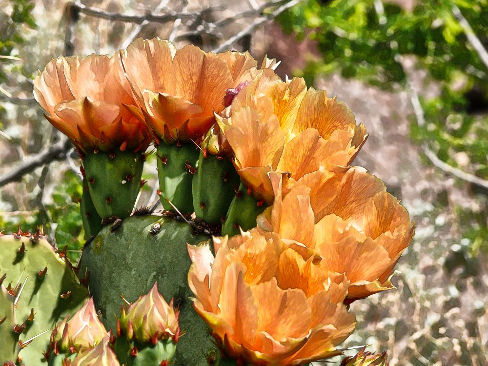 Prickly pear, peach colored.jpg