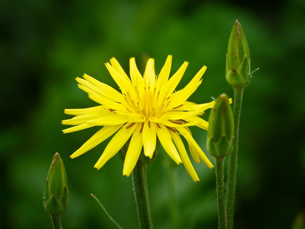 Salsify.jpg - Salsify