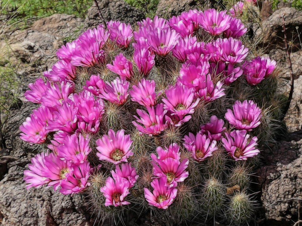 Strawberry Hedgehog cactus.jpg