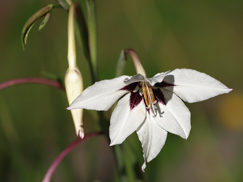 White flower.jpg