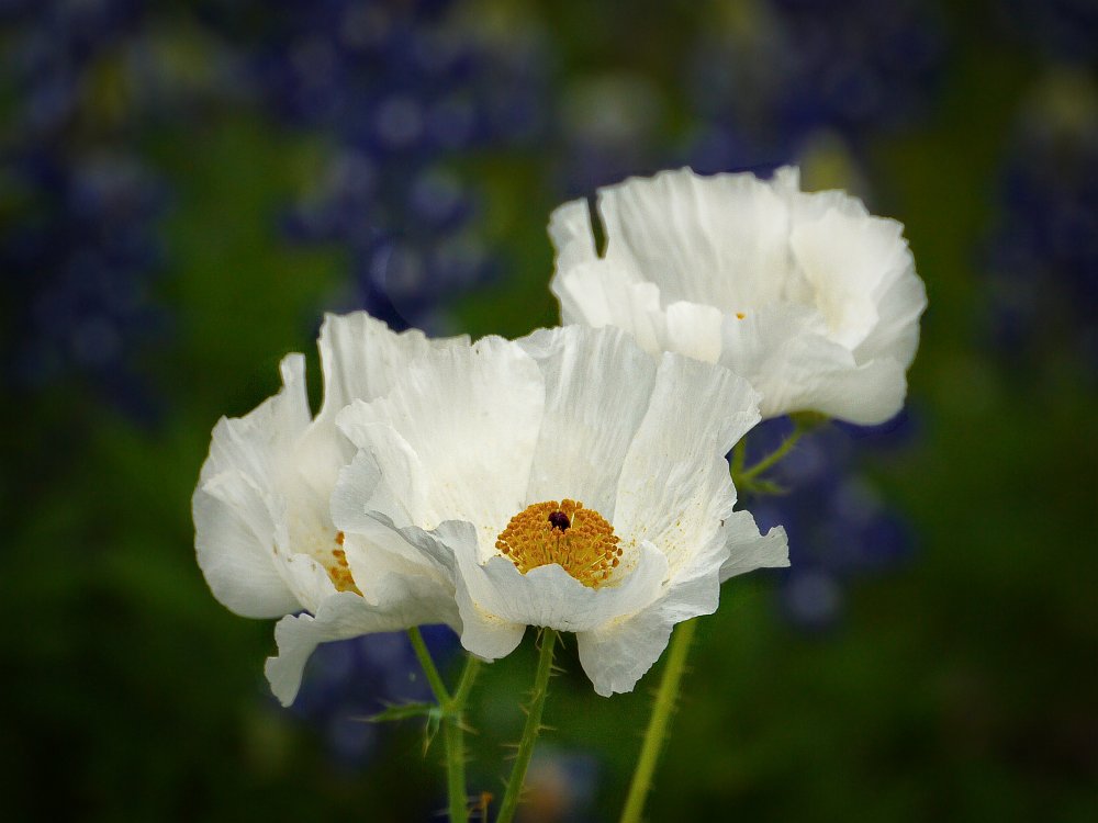 White prickly poppies in field of bluebonnets.jpg - White prickly poppies in field of bluebonnets