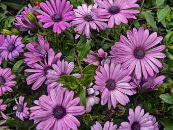 African Daisy