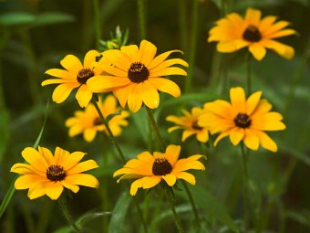 Black-eyed susans