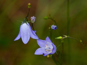 Blue flowers