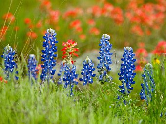 Bluebonnets and Paintbrush
