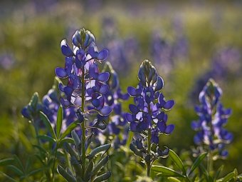Bluebonnets in the evening sun