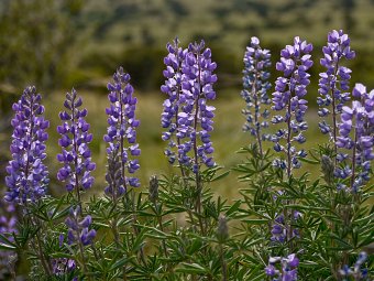 Bluebonnets