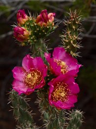 Cholla flowers