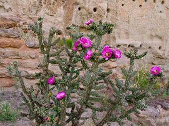 Cholla in Bandelier