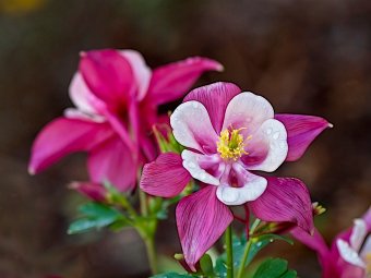 Columbine