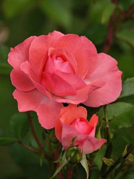 Malihe's rose
