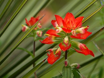 Paintbrush and yucca