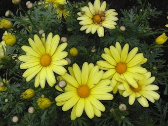 Pretty flowers