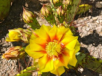 Prickly pear