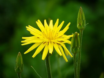 Salsify