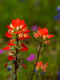 Texas Paintbrush II