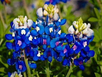 Three bluebonnets