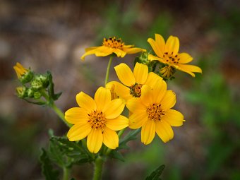 Tickseed sunflower