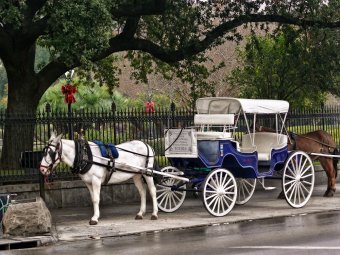 Mule and carriage-2