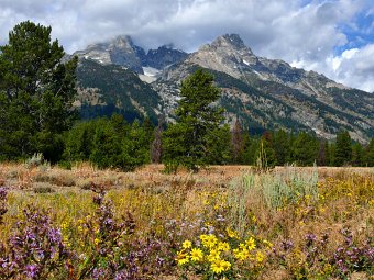 Grand Teton with flowers