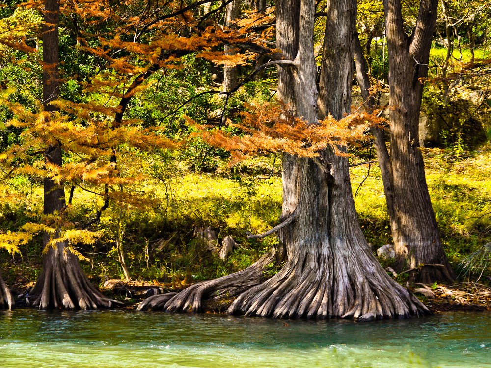 Cypress Trees.jpg