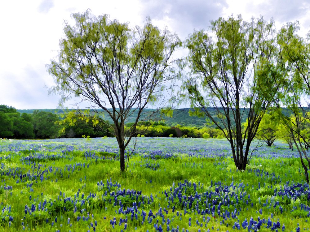 Hill Country in Spring.jpg - Hill Country in Spring
