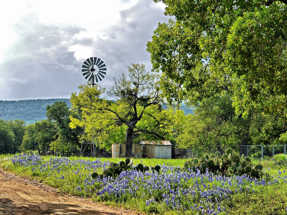 Windmill in spring.jpg - Windmill in spring