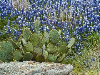 Bluebonnets and prickly pear cactus