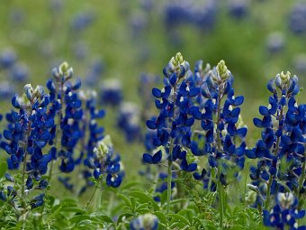 Bluebonnets in Wimberley