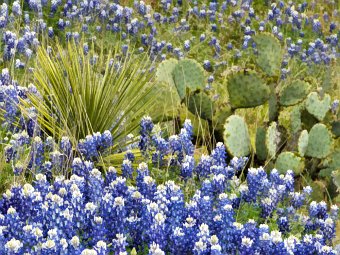 Bluebonnets, cactus, yucca