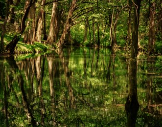 Cypress Creek