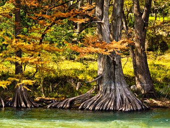 Cypress Trees