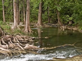 Cypress roots on Blanco River
