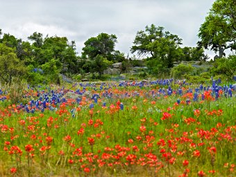 Field of spring flowers