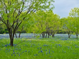 Fields of bluebonnets