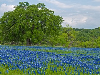 Oak in the bluebonnets